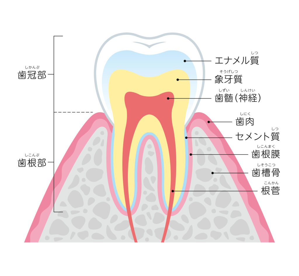 虫歯の状態