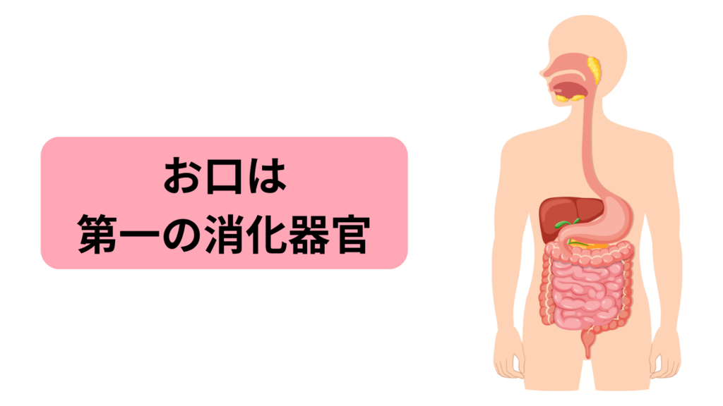 お口は第一の消化器官