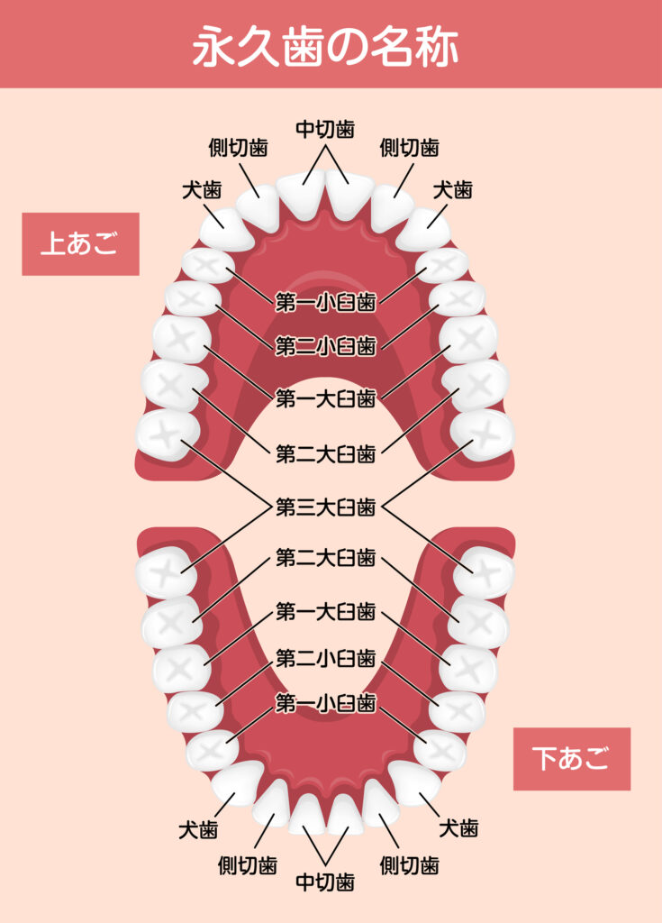 永久歯の名称