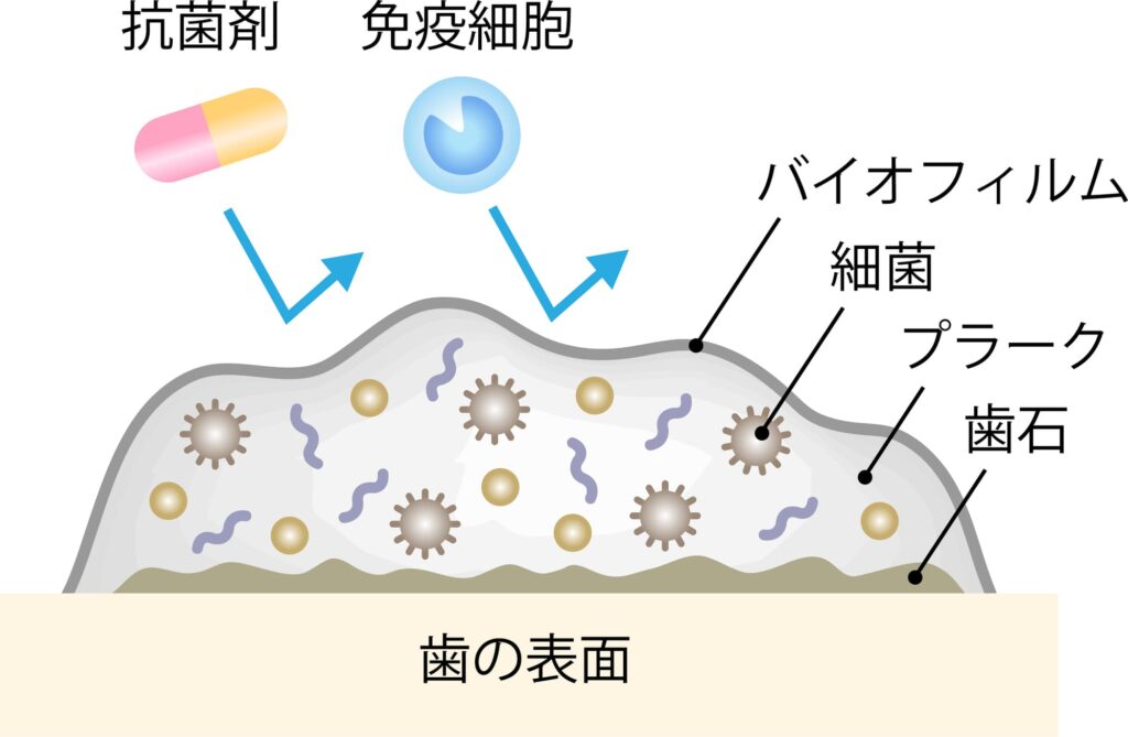 プラークがバイオフィルムを形成する様子
