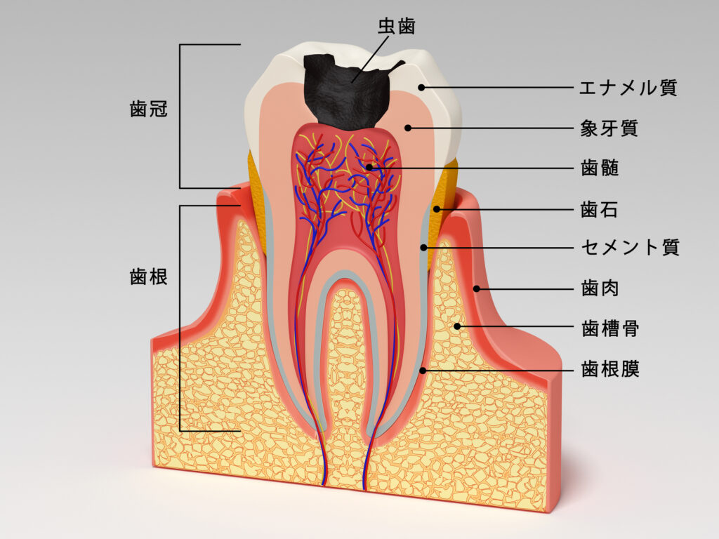 虫歯と歯の構造