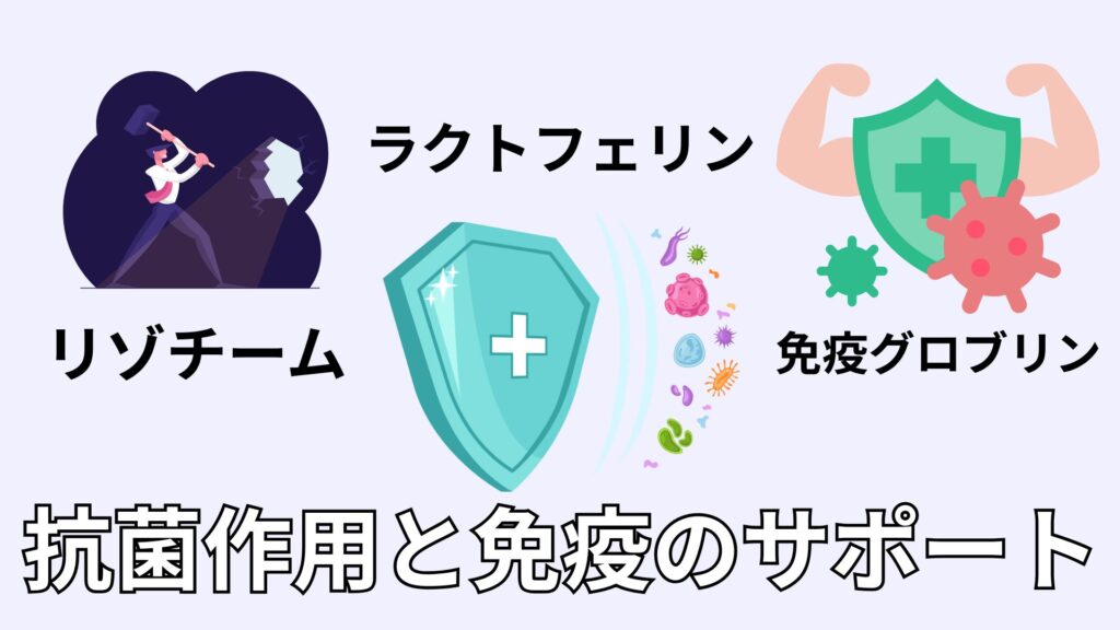 抗菌作用と免疫のサポートのイメージ