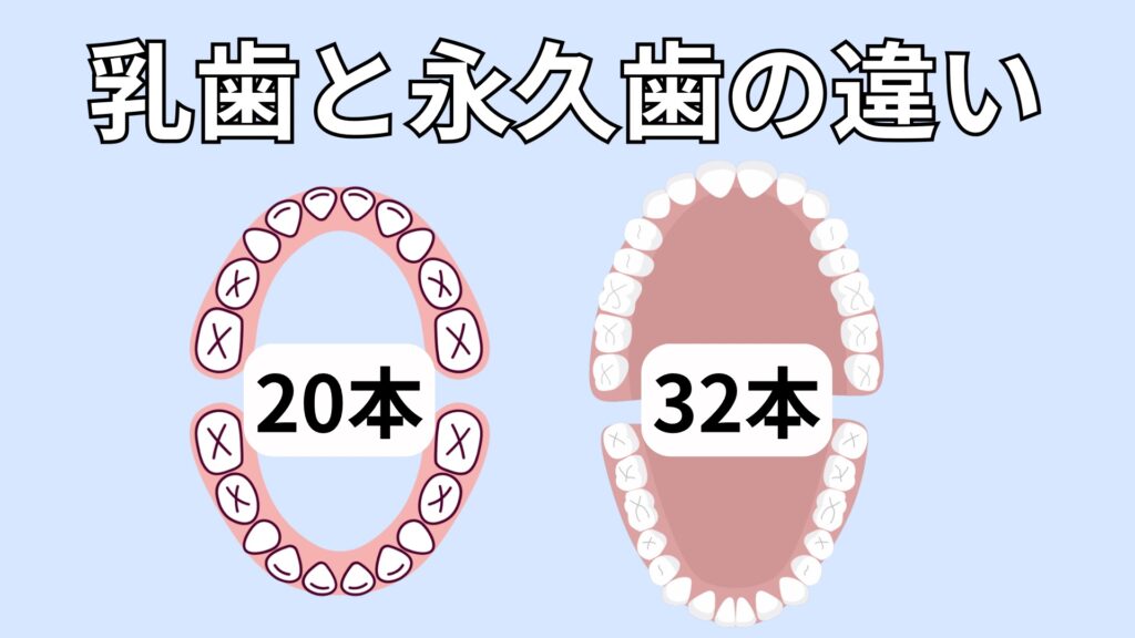 乳歯と永久歯の比較