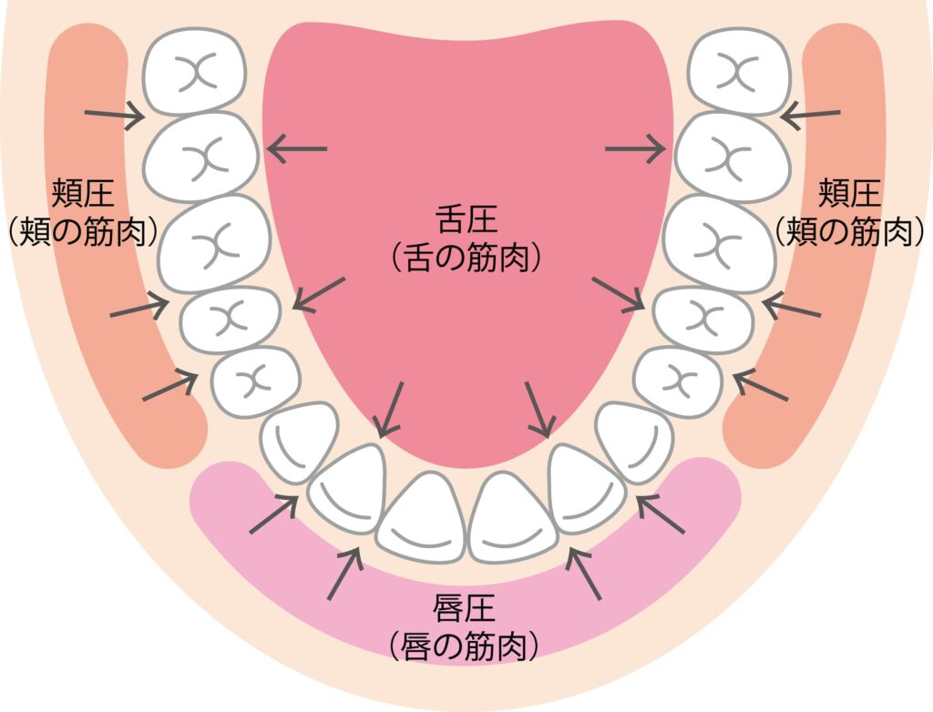 口腔内の筋肉