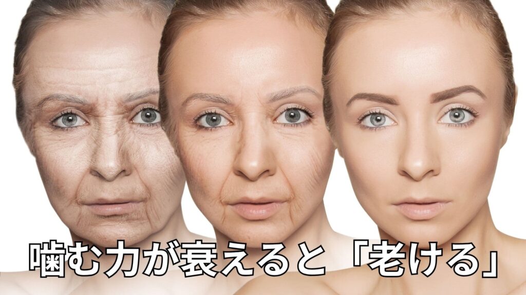女性の老化
