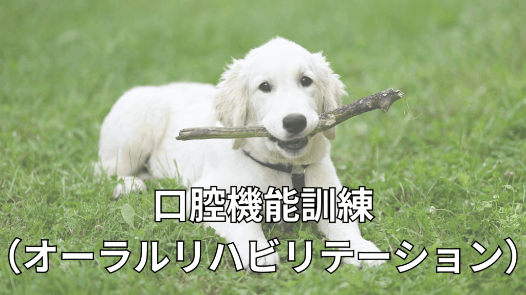 口腔機能訓練のイメージ